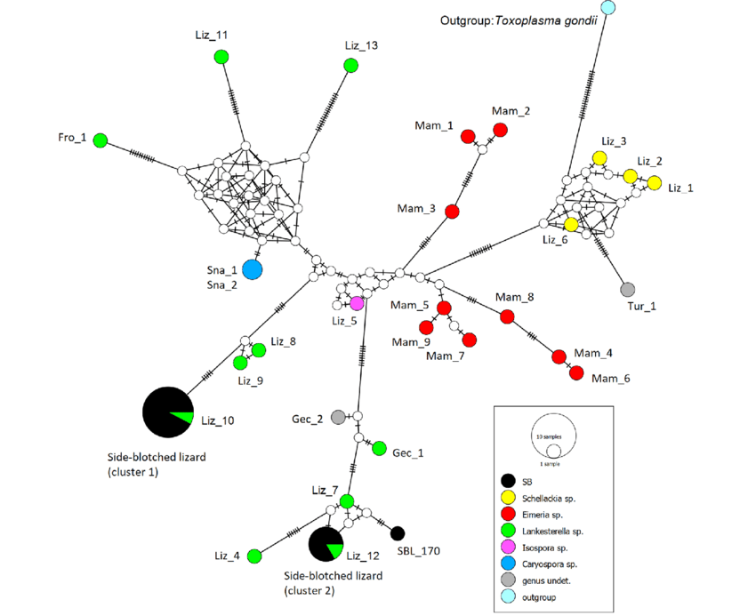 Diagram of proposed Zagonov syndrome inheritance pattern